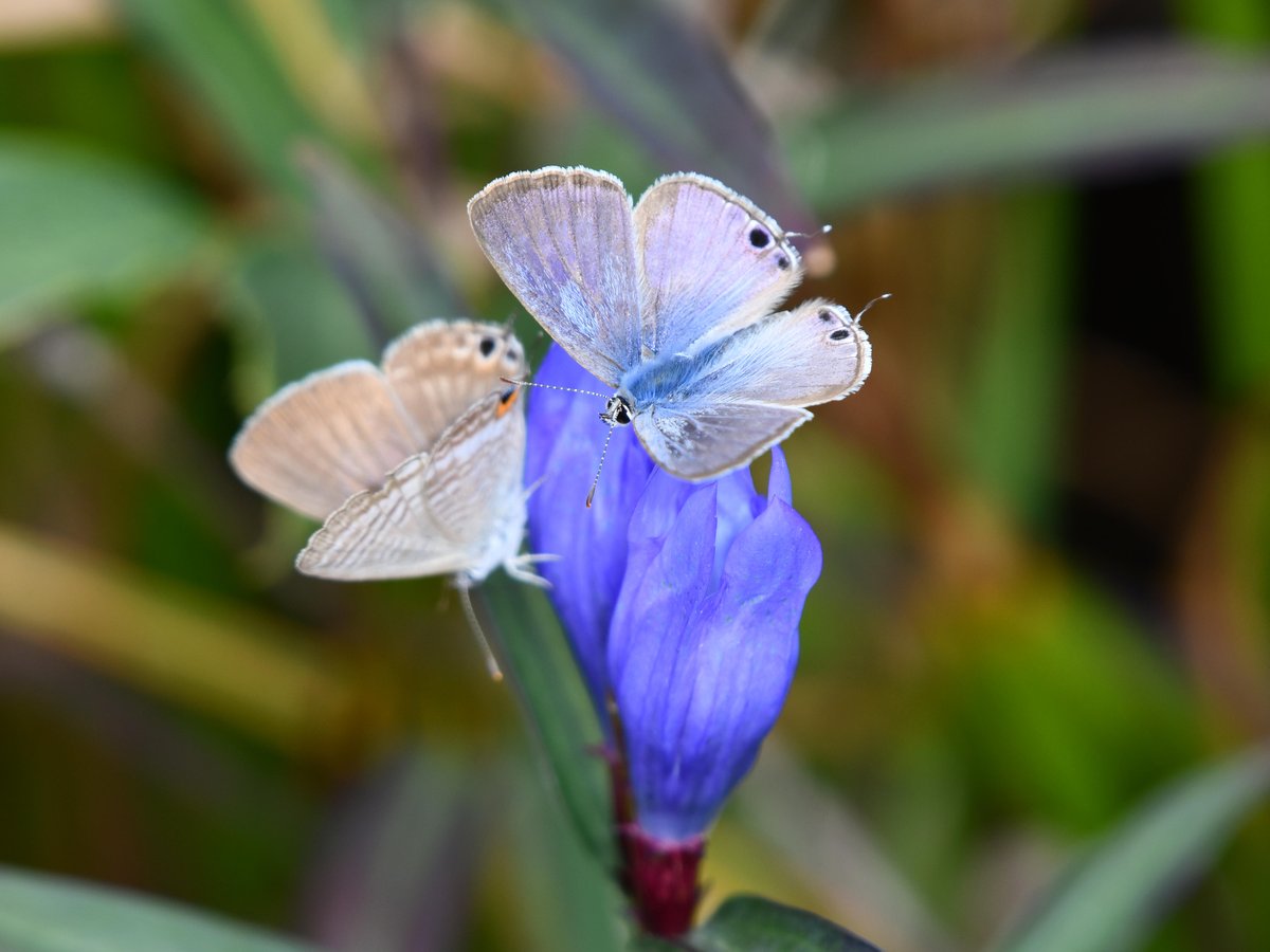 #83:
          Long-tailed Blue Butterfly, Oze National Park.
          f/ at mm - Shutter Speed: - ISO: